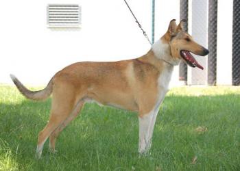 JCH Mighty's Spring Meadow Goodwill Gillian