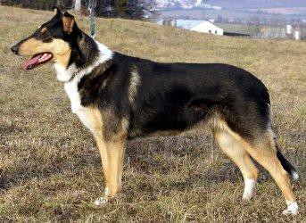 Vrh C - C Litter