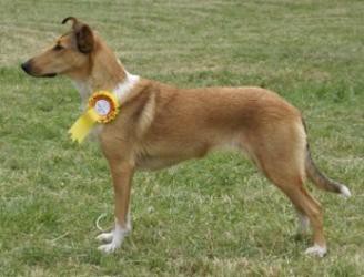 CH SK Mighty's Spring Meadow Deity Lora 