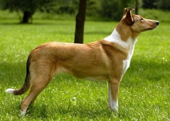 CH Mighty's Spring Meadow Electra Glide