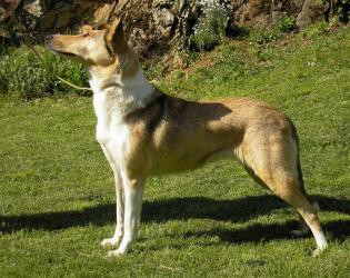 Mighty's Spring Meadow Elinor's Empire