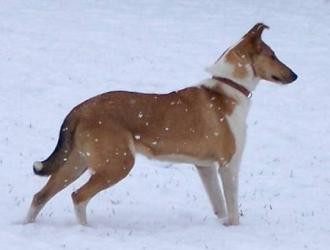 Mighty's Spring Meadow Ginger Geronima