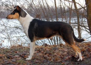 CH CZ Mighty's Spring Meadow Gracy Galaxy