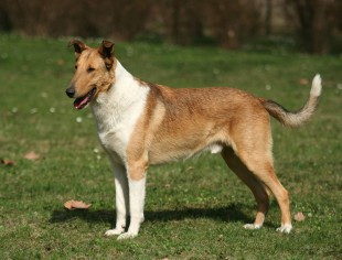 C.I.B , CH CZ, CH AT  Mighty’s Spring Meadow Hold On