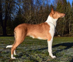 DK CH, Mighty´s Spring Meadow Pia Phiala