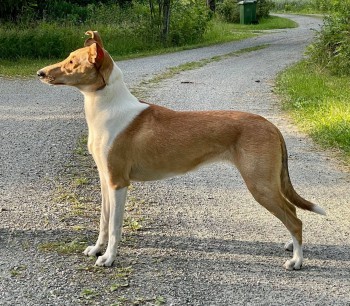 Mighty´s Spring Meadow Ula Uliana