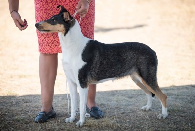 J.CH PL, Mighty´s Spring Meadow Via Violet