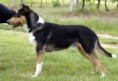 Vrh D - D Litter
