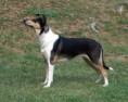 Vrh H - H litter