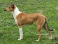 Vrh B - B Litter