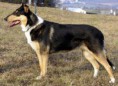 Vrh C - C Litter