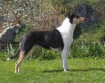 Vrh G - G litter